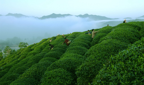 中国名茶的种类-中国六大茶类-十大名茶
