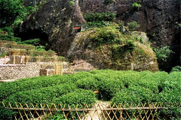 武夷山大红袍受欢迎情况_武夷山大红袍茶叶作用功效