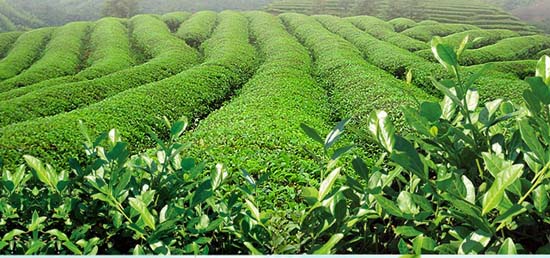 茶叶专卖店进货渠道_茶叶茶具批发_茶叶店加盟品牌