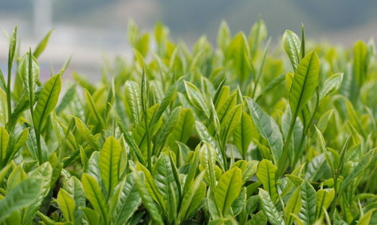 中国茶友必须知道的茶叶知识－茶叶知识大全
