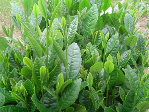 品牌茶叶店加盟都有哪些加盟支持