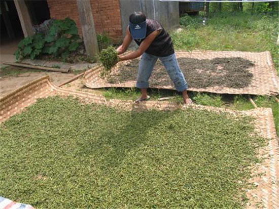 黑茶的制作的方法-晒青的方法