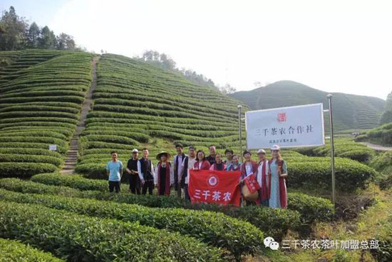 三千茶农茶山茶园旅游--茶山游学