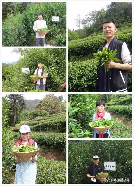 三千茶农茶山茶园旅游--茶山游学