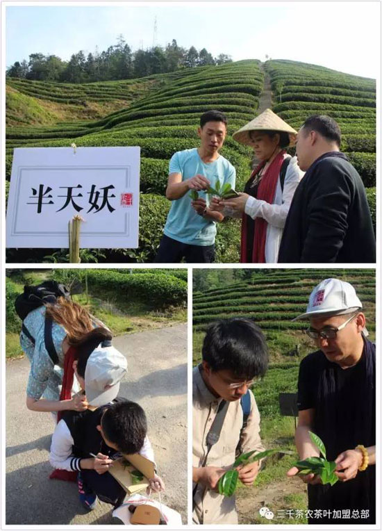 三千茶农茶山茶园旅游--茶山游学