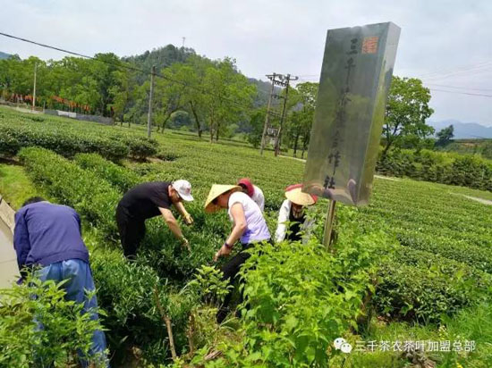 三千茶农茶山茶园旅游--茶山游学