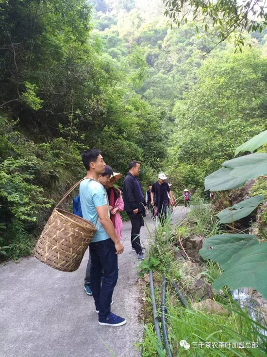 三千茶农茶山茶园旅游--茶山游学
