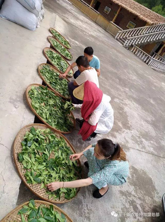 三千茶农茶山茶园旅游--茶山游学