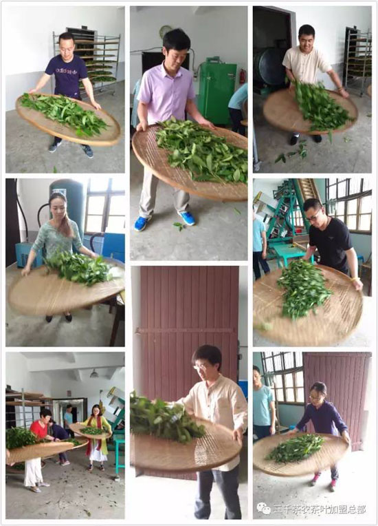 三千茶农茶山茶园旅游--茶山游学