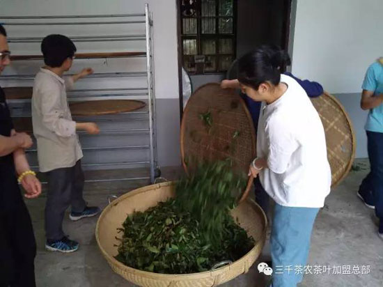 三千茶农茶山茶园旅游--茶山游学