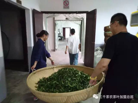 三千茶农茶山茶园旅游--茶山游学