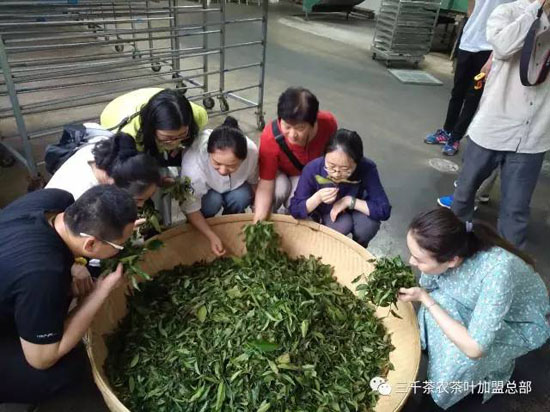 三千茶农茶山茶园旅游--茶山游学