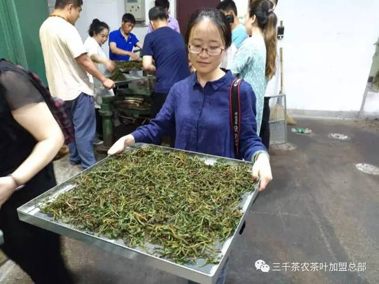 三千茶农茶山茶园旅游--茶山游学