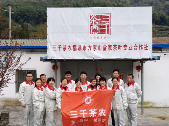 中国白茶原产地－白茶园－福鼎白茶