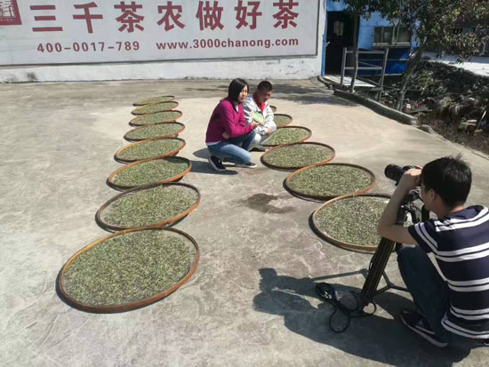 中国白茶原产地－白茶园－福鼎白茶－白茶价格