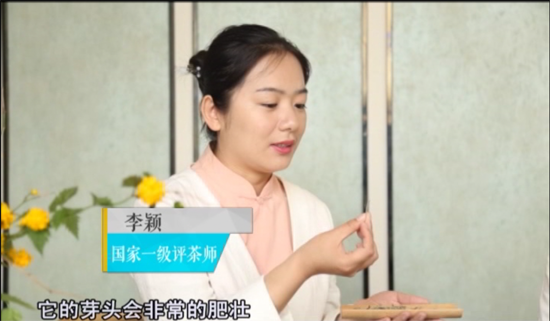 中国白茶原产地－白茶园－福鼎白茶