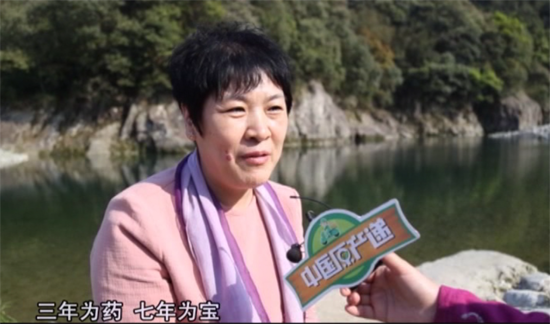 中国白茶原产地－白茶园－福鼎白茶