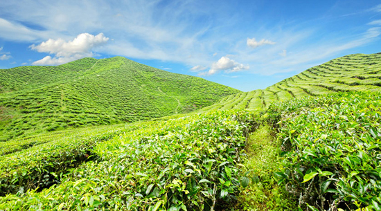 打造有机茶园的方法