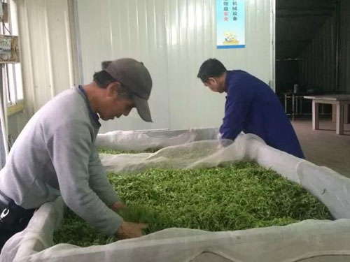三千茶农茶厂