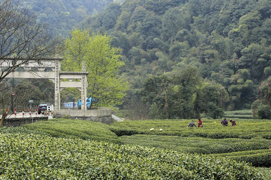 茶区分布-四大茶区的范围