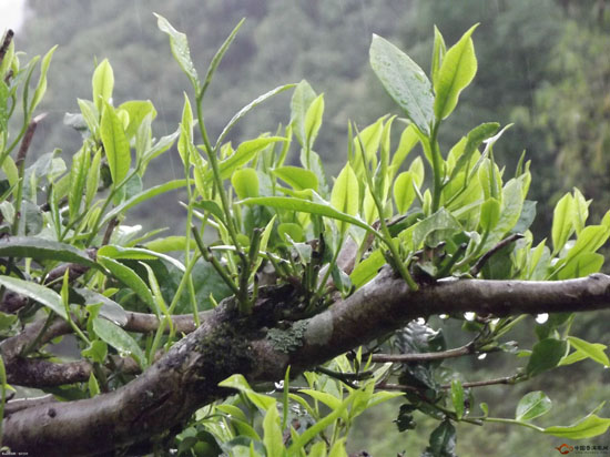 2018年各大茶山茶区普洱茶价格表