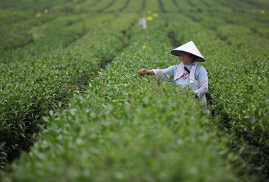 茶叶安全问题如何挑选健康有机茶